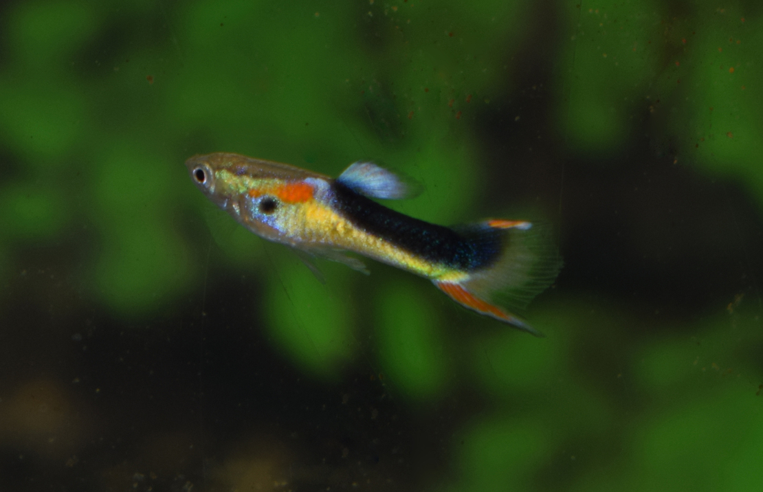 Endler's Guppy Yellow Half Tuxedo (m/f)