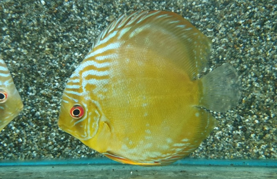 Discus Cameta