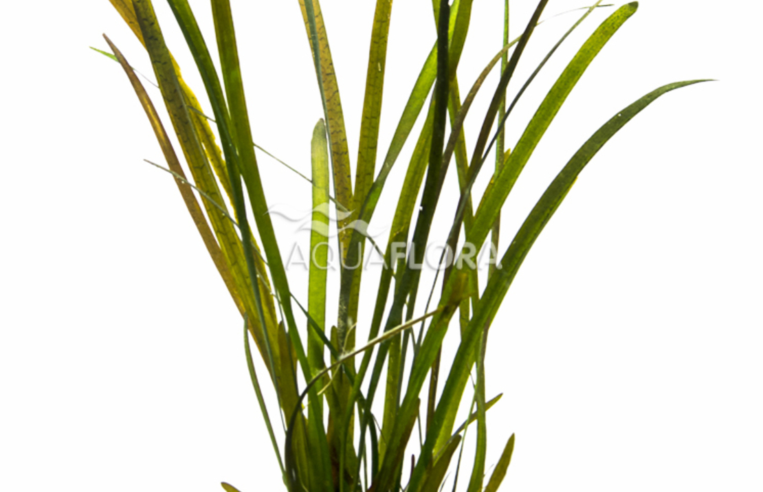 Vallisneria Sp. 'rubra' - Ps