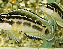 Tanganyika Maskercichlide Zwart