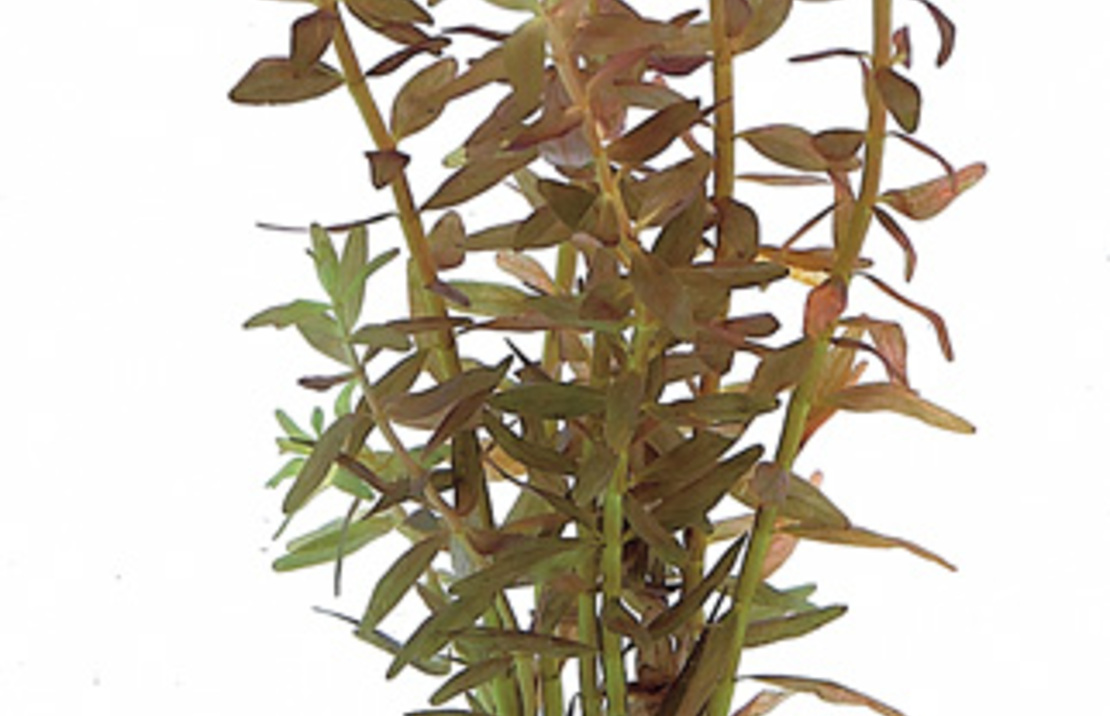 Rotala Rotundifolia - Ta