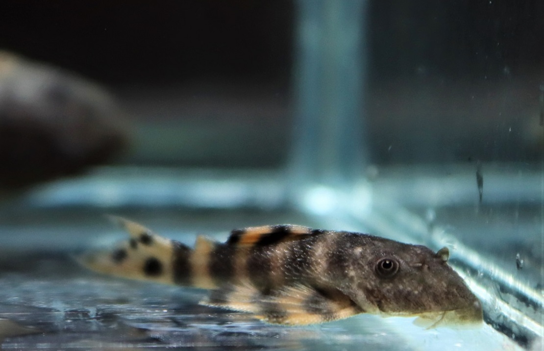 L206 Clown Pleco