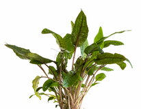 Cryptocoryne 'tropica' - Pe