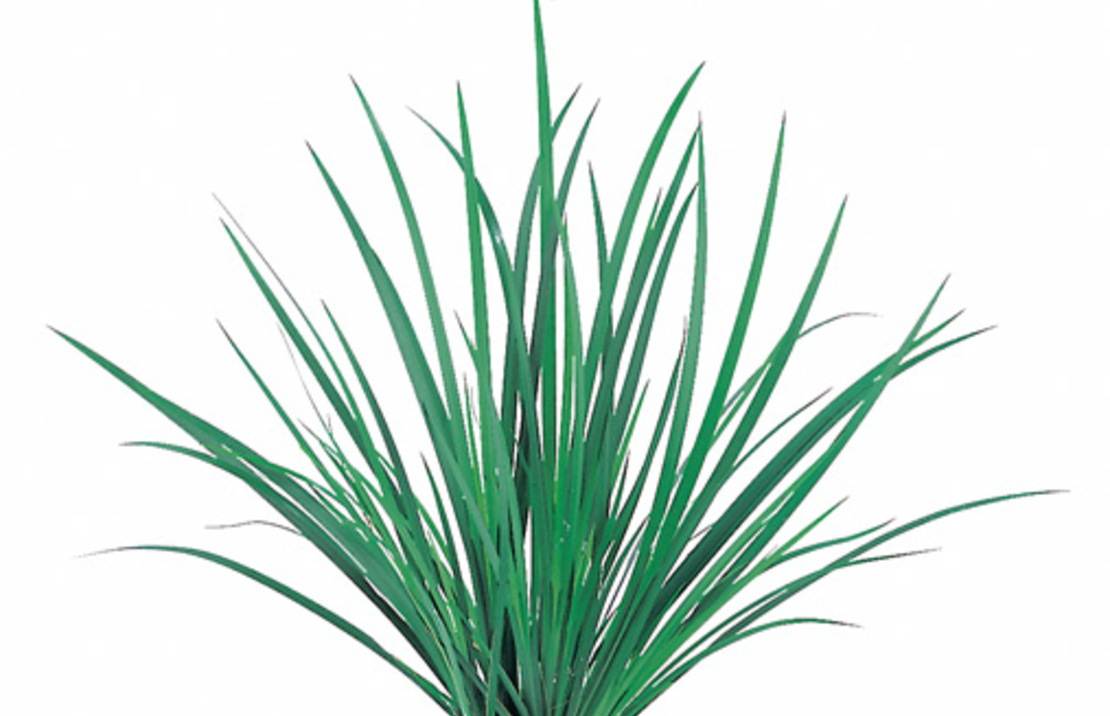 Acorus Gramineus - Pt