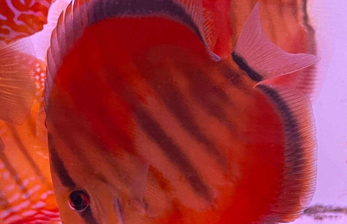 Discus Heckel Ica Rouge