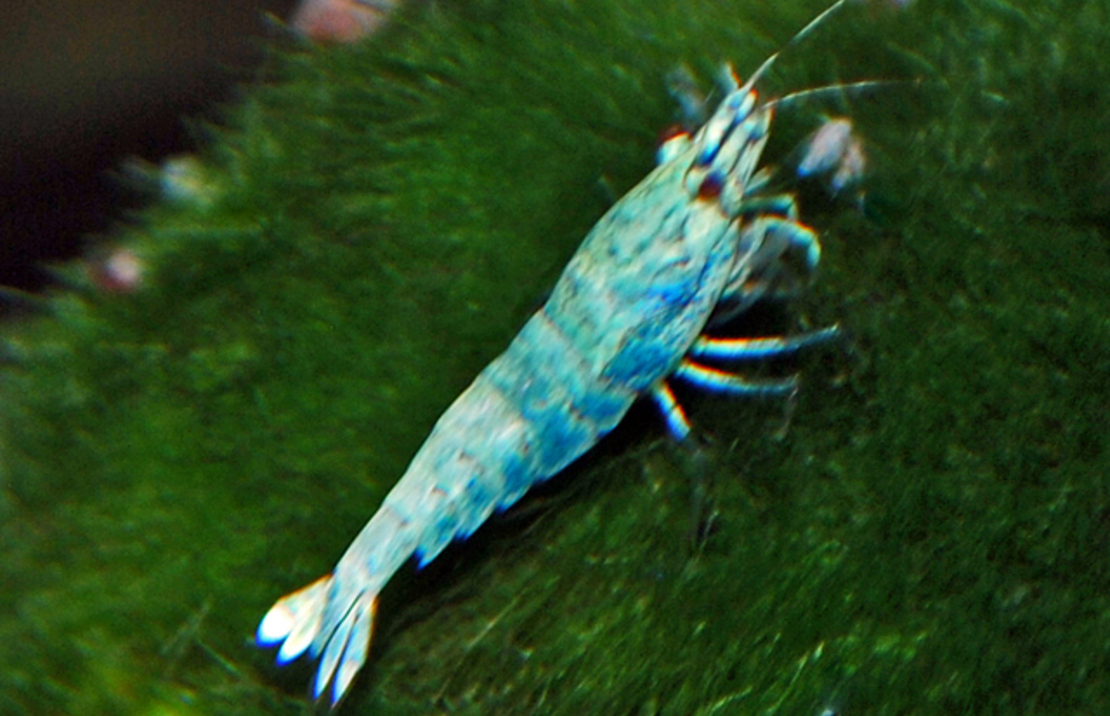 Blue Bolt Shrimp