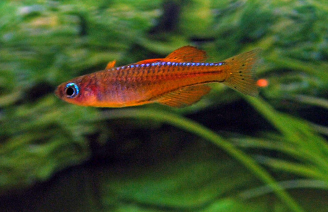 Pseudomugil Luminatus