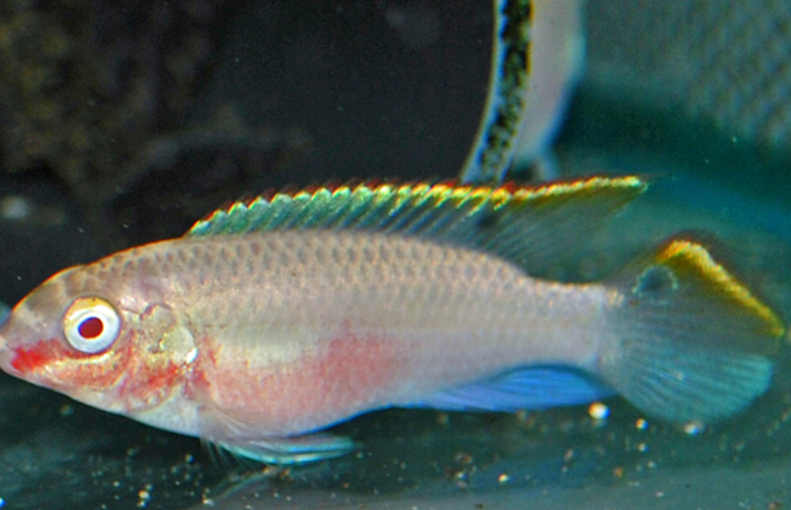 Kersenbuikcichlide Albino