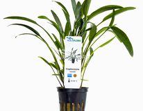 Cryptocoryne X Willisii 'nevellii' - Pe