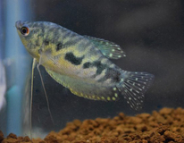 Gourami MarbrÉ
