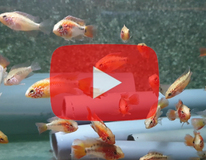 CichlidÉ Nain De Macmaster