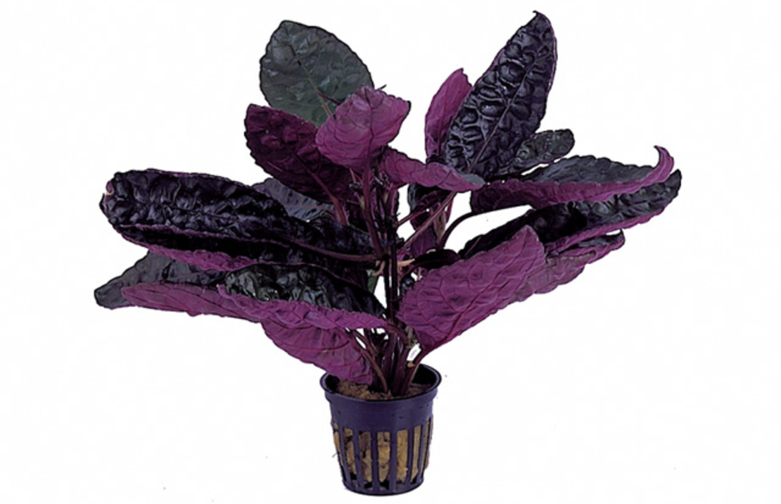 Hemygraphis Colorata - Pt