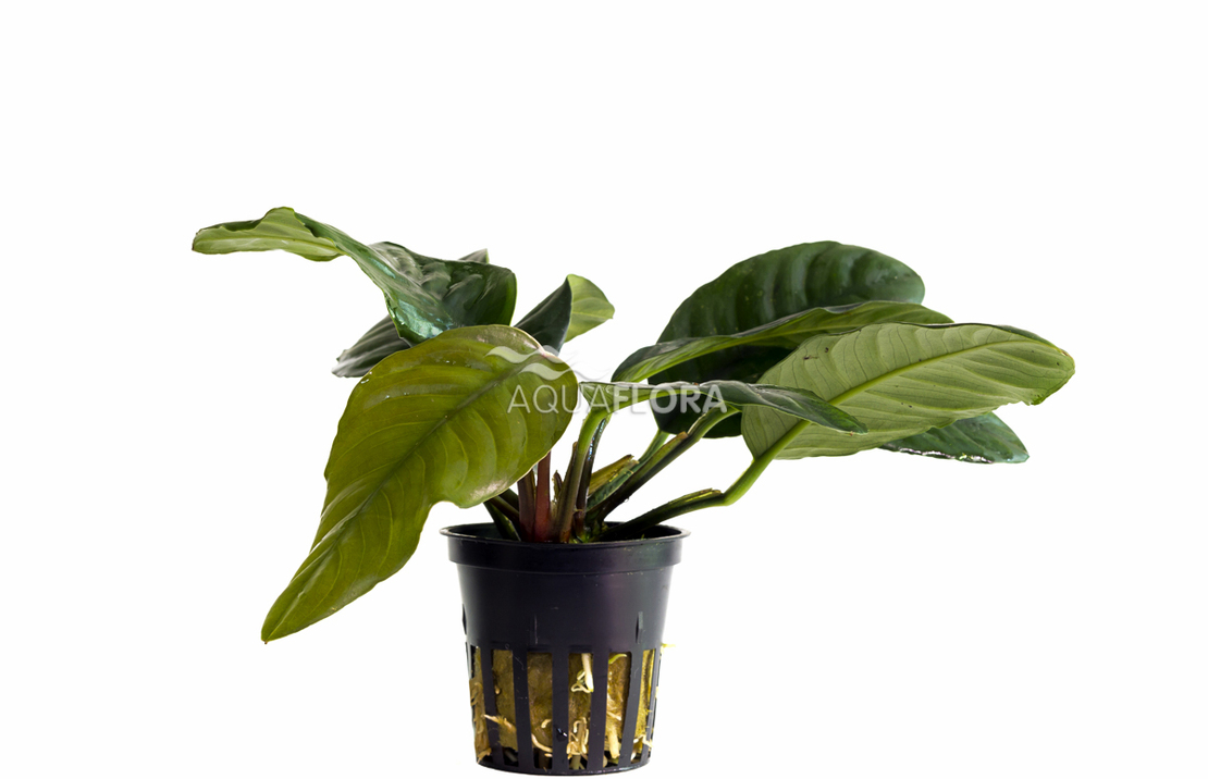 Anubias Barteri Var. Coffeifolia - Pe