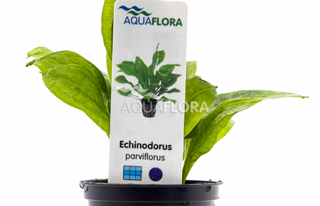 Echinodorus Grisebachii 'parviflorus' - Pe