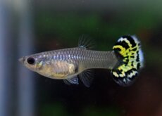 Guppy Femelle