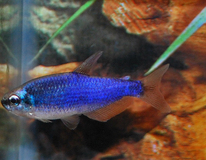 TÉtra Royal Super Bleu