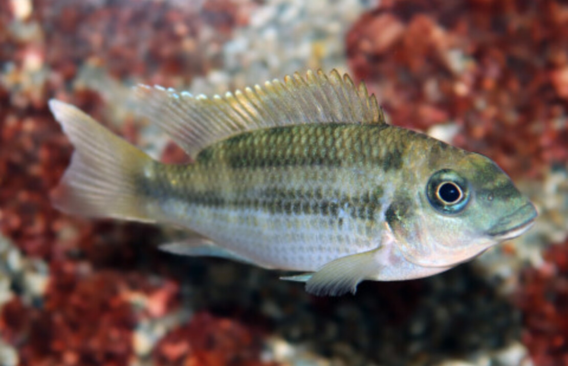 Cichlide Mamonekenei