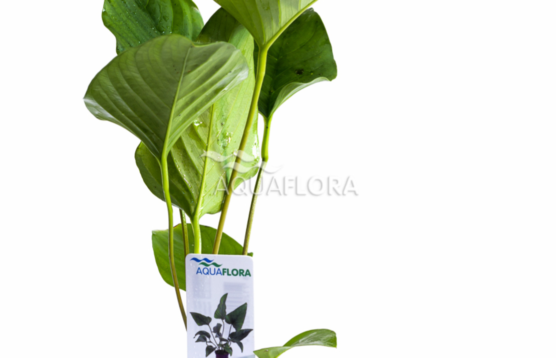Anubias Hastifolia - Pe
