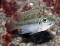 Cichlide Mamonekenei