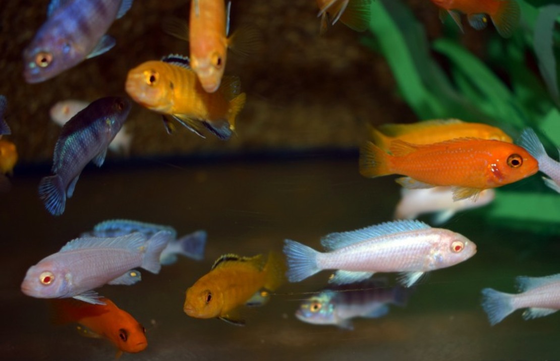 CichlidÉ Malawi Mixte