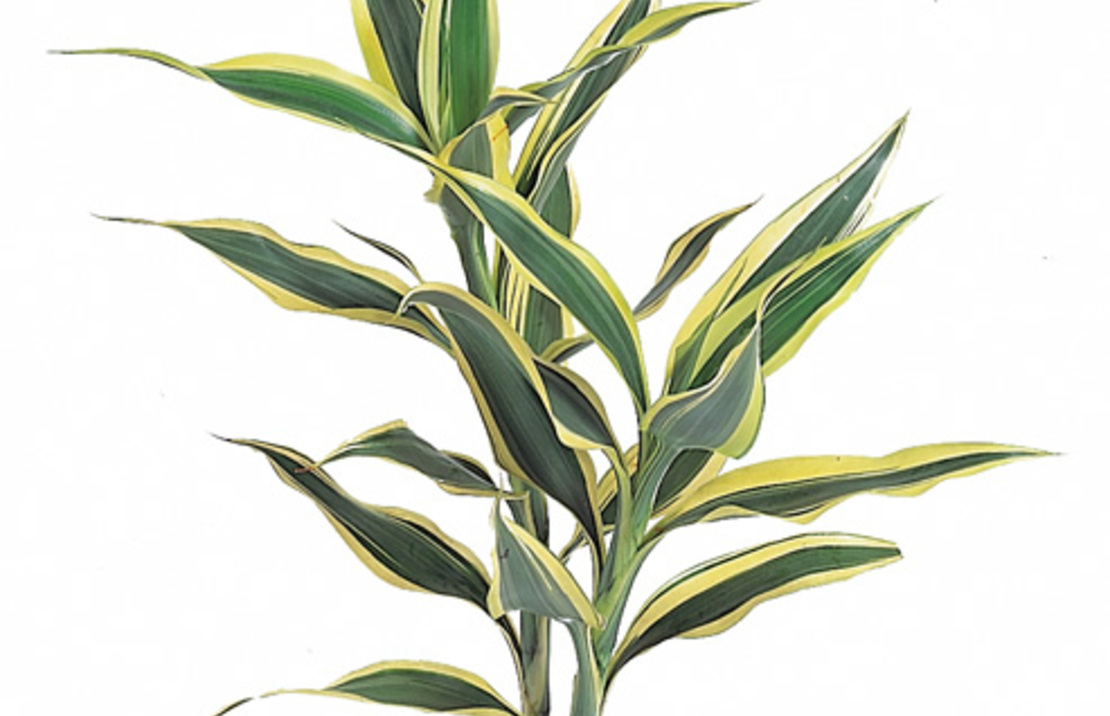 Dracaena Sanderiana - Pt