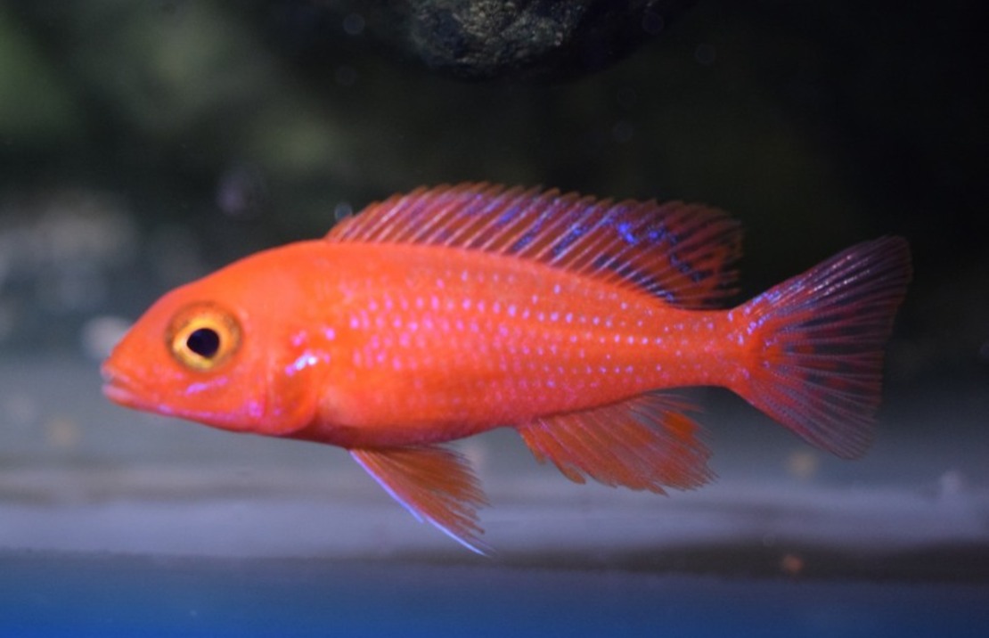 Aulonocara Dragon Blood