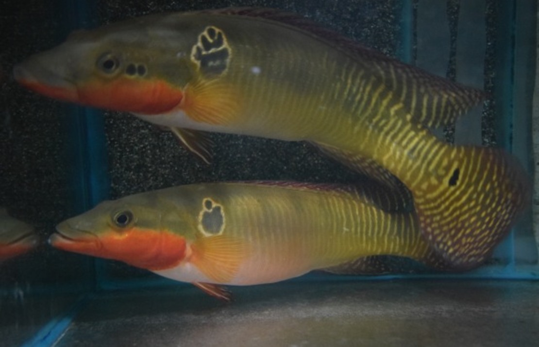 Crenicichla Zebrina