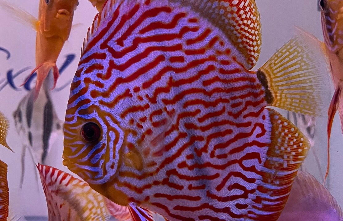 Discus Rood Turquoise