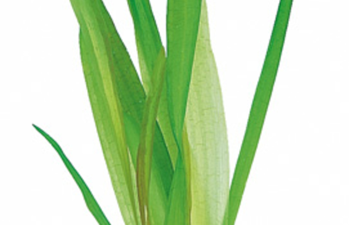 Vallisneria Australis (gigantea) - Ps