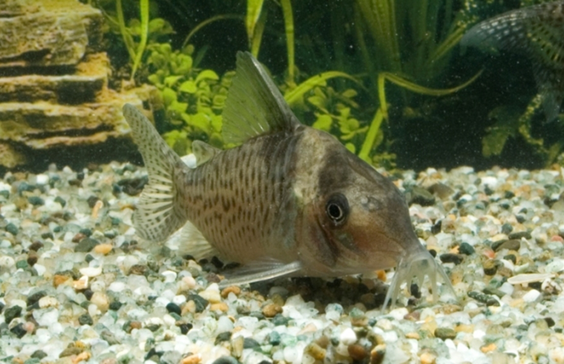 Corydoras Delphax