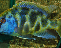 Goldstirn-maulbrÜter