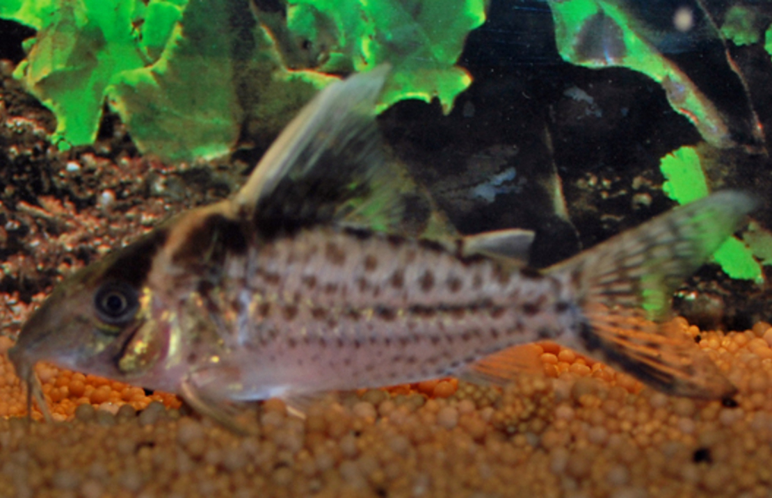 Corydoras Robustus