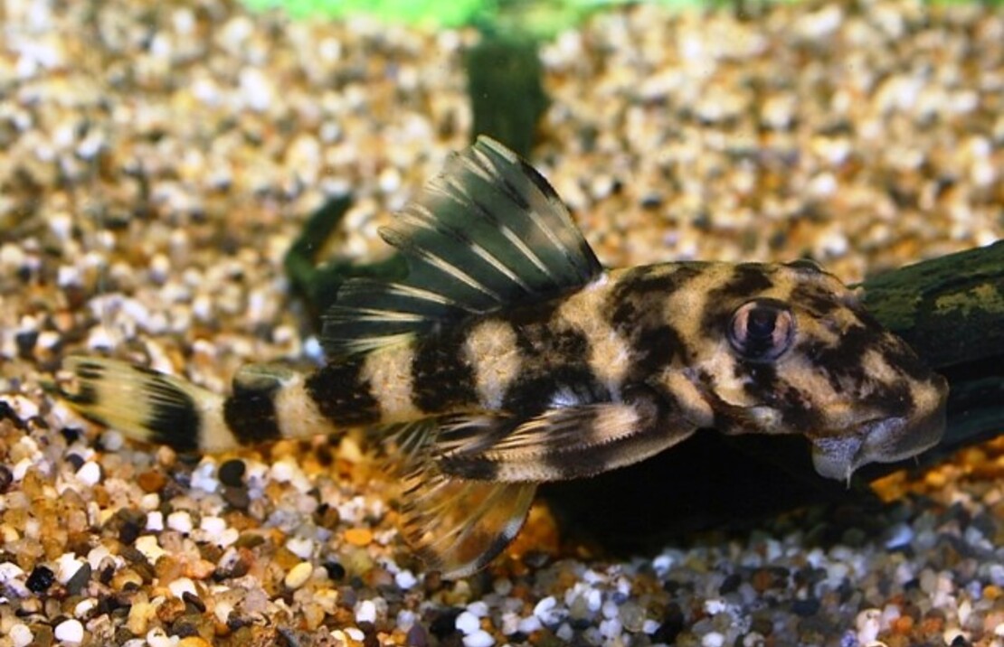 L168 Butterfly Pleco