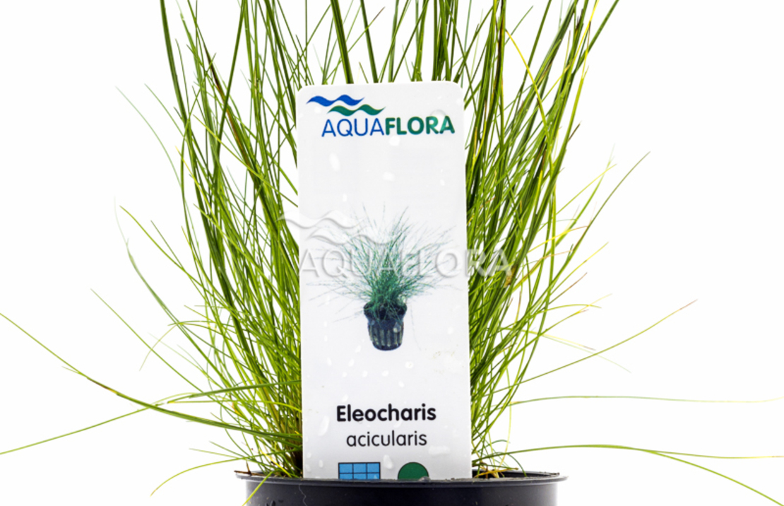 Eleocharis Acicularis - Pe