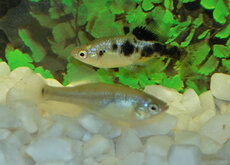 Autres Poissons Vivipare