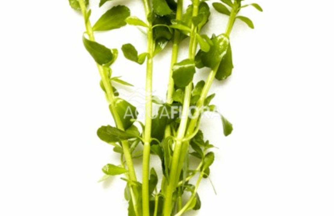 Bacopa Crenata (monnieri) - Ba