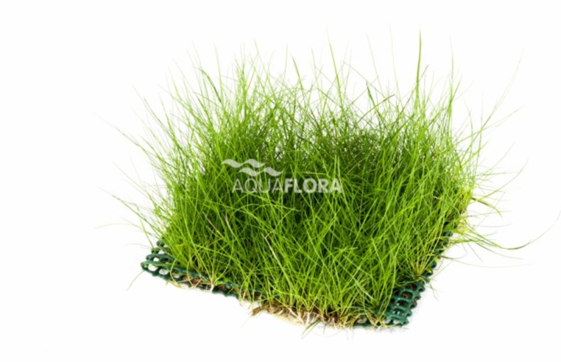Eleocharis Mat 10x15cm - Ne
