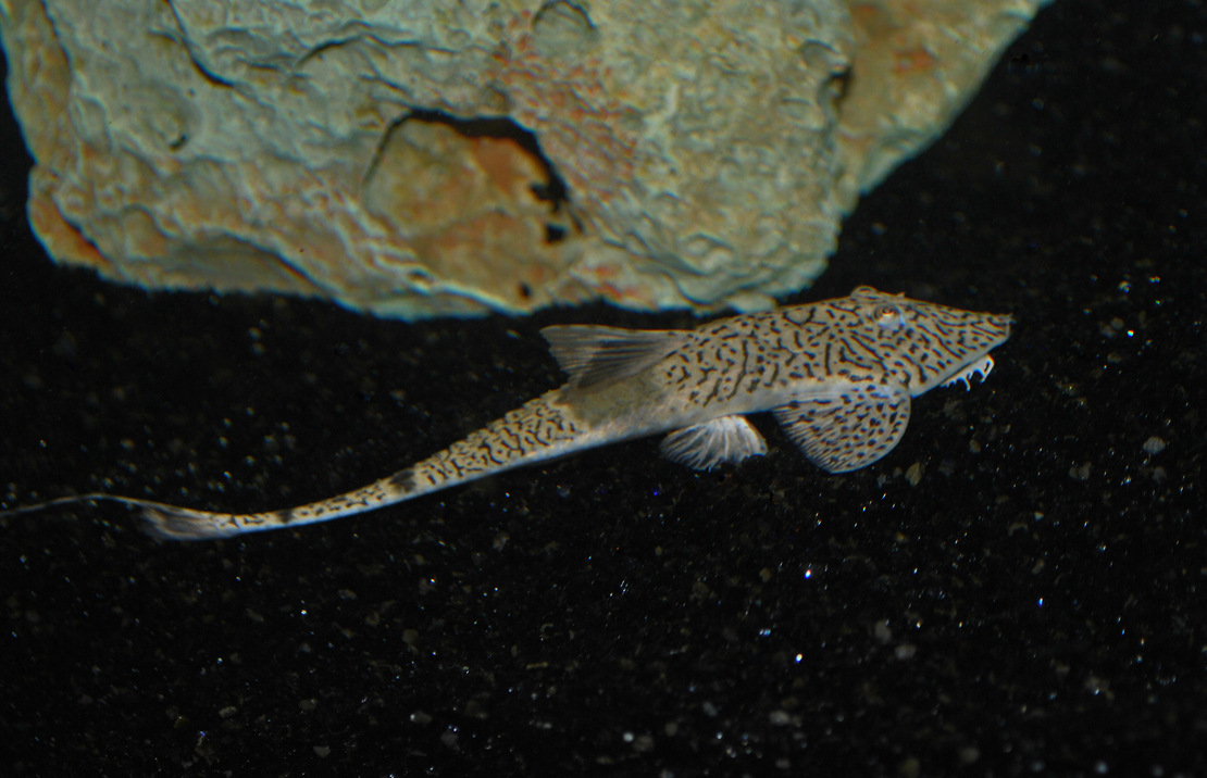 Marbled Flunderharnischwels