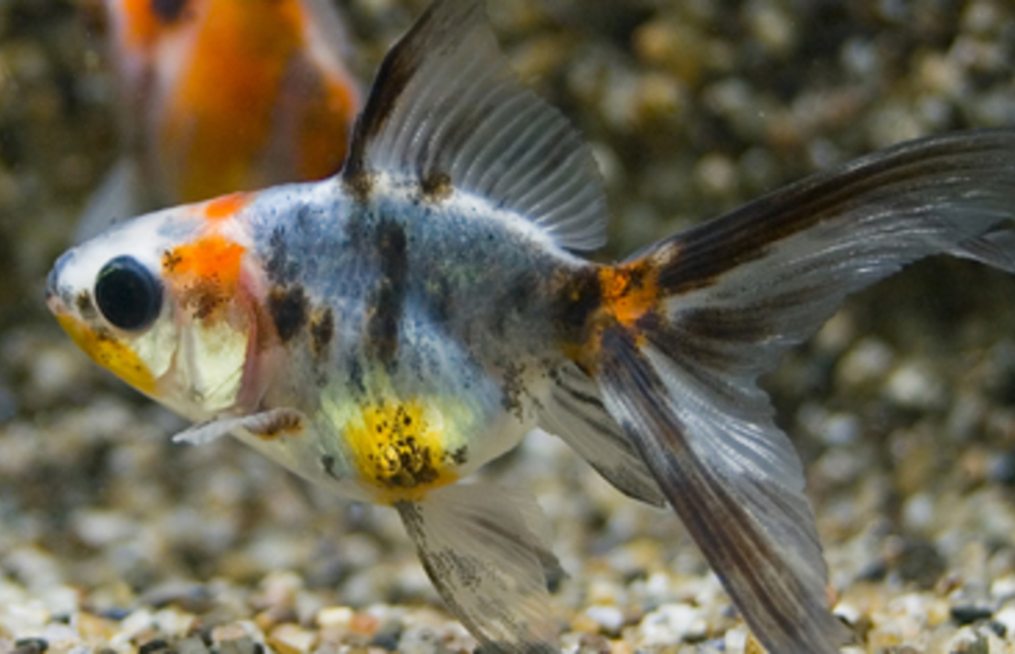 Voile De Chine Calico