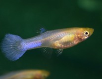 Guppy Snow White Female