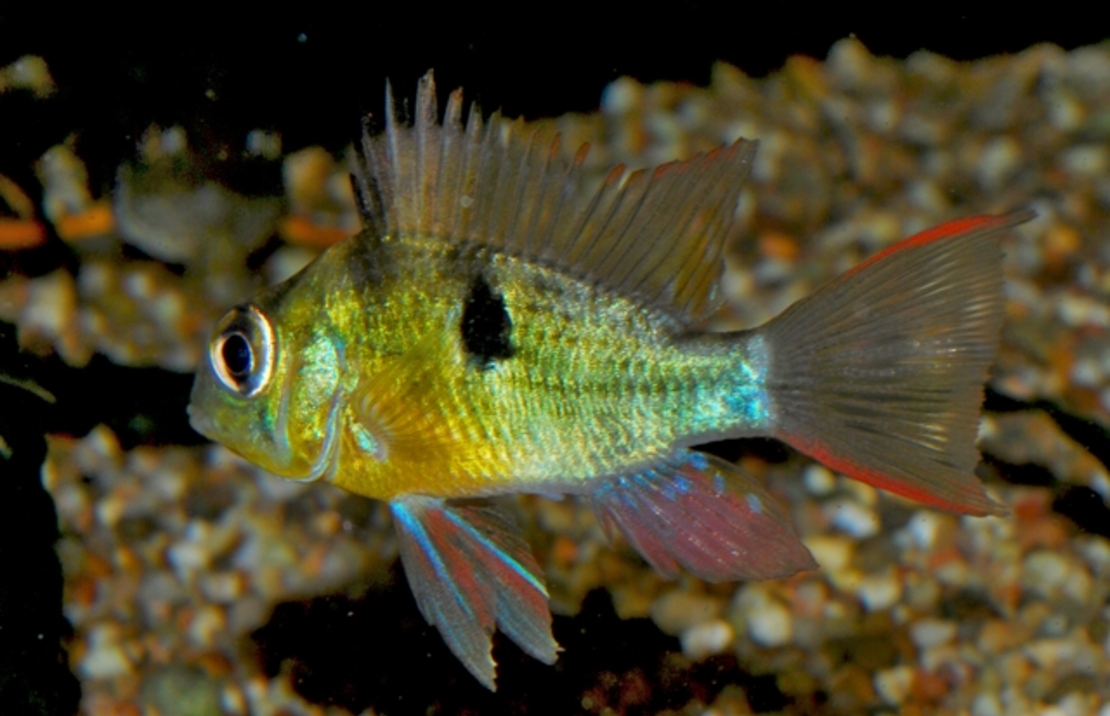 Boliviaanse Ramirezi