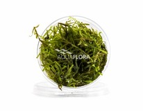 Vesicularia Dubyana - Cup 10gr. - La