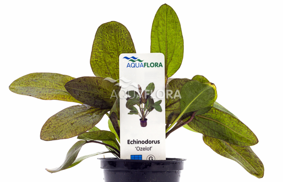 Echinodorus 'ozelot' - Pe