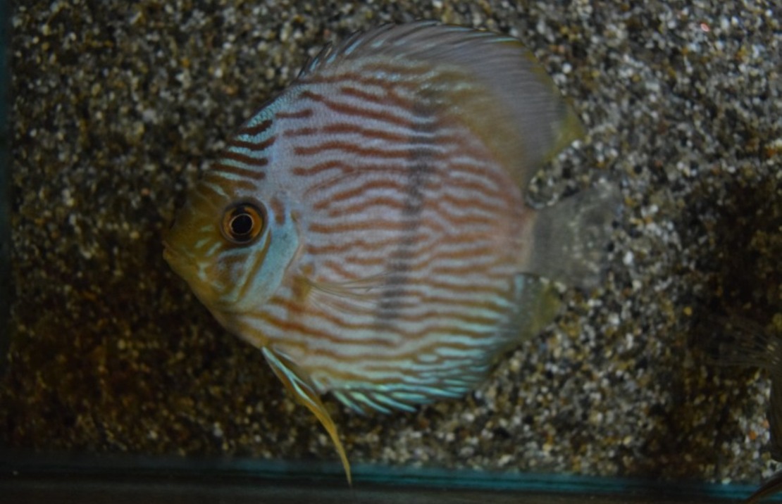 Discus Heckel Curidiqui