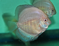 Discus Blanc Sparkling