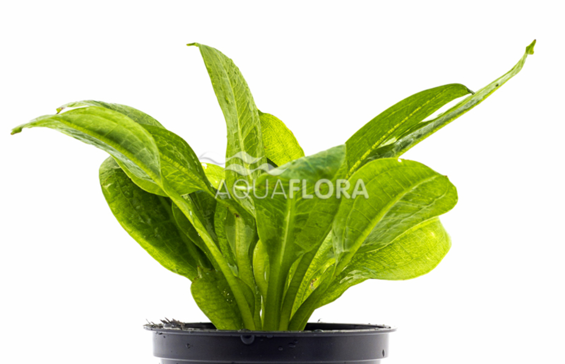 Echinodorus Grisebachii 'parviflorus' - Pe