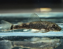 Dwarf Pleco Cearensis