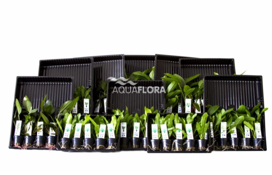 Ass. 5: 10x5 (50) Echinodorus - As