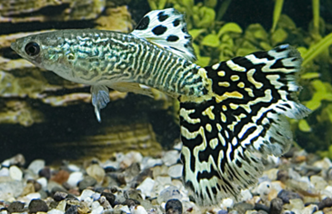 Guppy Snakeskin GrÜn Mann