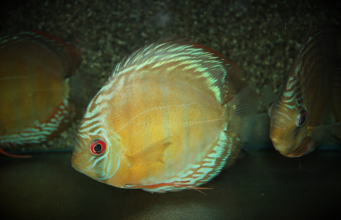 Discus Heckel Curidiqui